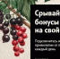 bonuses2 - Наша Жизнь